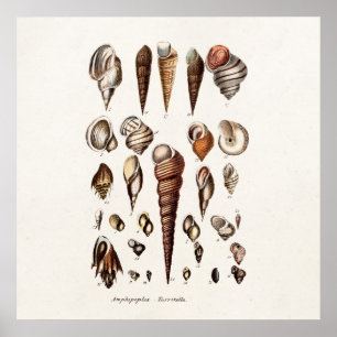 Vintage Muscheln Personalisiert Retro-Auger-Musche Poster