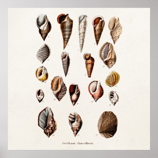 Vintage Muscheln Personalisiert Retro-Auger-Musche Poster (Vorne)