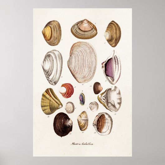 Vintage Muscheln Personalisiert Retro Clam Muschel Poster (Vorne)