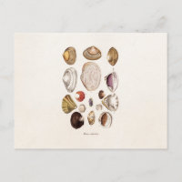 Vintage Muscheln Personalisiert Retro Clam Muschel