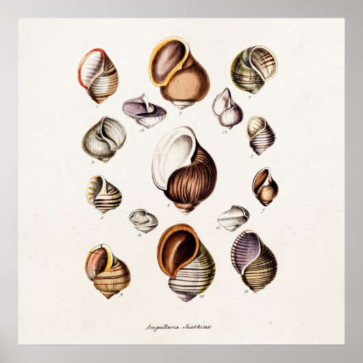 Vintage Muscheln Personalisiert Retro Snail Musche Poster (Vorne)
