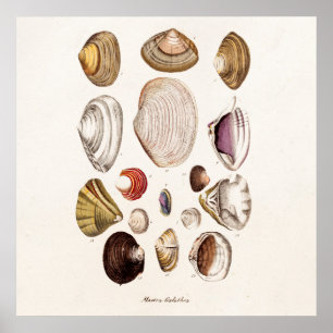 Vintage Muscheln-personalisierte Retro Poster
