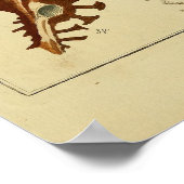 Vintage Muscheln Poster (Ecke)