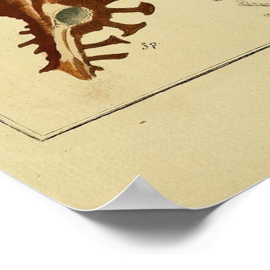 Vintage Muscheln Poster (Ecke)