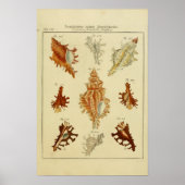 Vintage Muscheln Poster (Vorne)