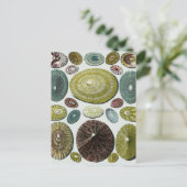 Vintage Muscheln Postkarte (Stehend Vorderseite)