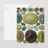 Vintage Muscheln Postkarte (Vorne/Hinten)