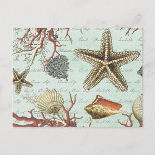 Vintage Muscheln...Postkarte Postkarte