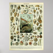 Vintage Muscheln von Adolphe Millot Poster (Vorne)