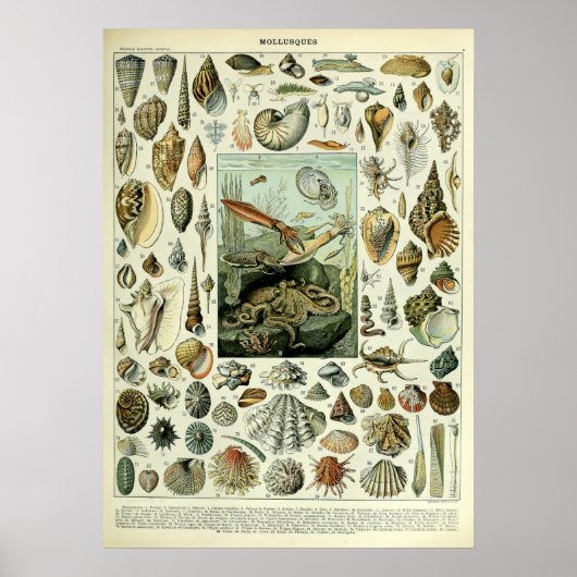 Vintage Muscheln von Adolphe Millot Poster (Vorne)