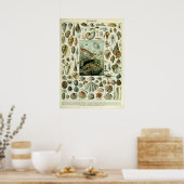 Vintage Muscheln von Adolphe Millot Poster (Küche)