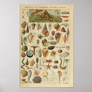 Vintage Muschelschalen Poster