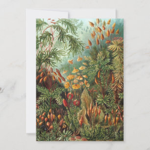 Vintage Muscinae, Moospflanzen von Ernst Haeckel Einladung