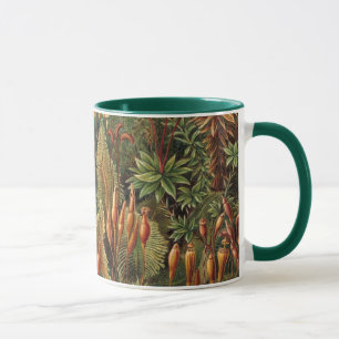 Vintage Muscinae, Moospflanzen von Ernst Haeckel Tasse