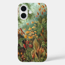 Vintage Muscinae, Moss-Pflanze von Ernst Haeckel