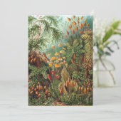 Vintage Muscinae, Moss-Pflanze von Ernst Haeckel Einladung (Stehend Vorderseite)