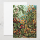 Vintage Muscinae, Moss-Pflanze von Ernst Haeckel Einladung (Vorne/Hinten)