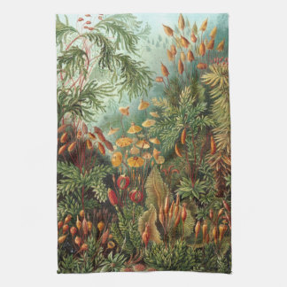 Vintage Muscinae, Moss-Pflanze von Ernst Haeckel Geschirrtuch