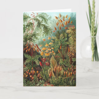 Vintage Muscinae, Moss-Pflanze von Ernst Haeckel Karte