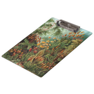 Vintage Muscinae, Moss-Pflanze von Ernst Haeckel Klemmbrett