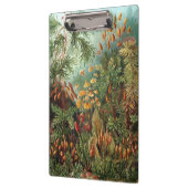 Vintage Muscinae, Moss-Pflanze von Ernst Haeckel Klemmbrett (Links)