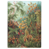 Vintage Muscinae, Moss-Pflanze von Ernst Haeckel Klemmbrett (Rückseite)