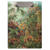 Vintage Muscinae, Moss-Pflanze von Ernst Haeckel Klemmbrett (Vorderseite)