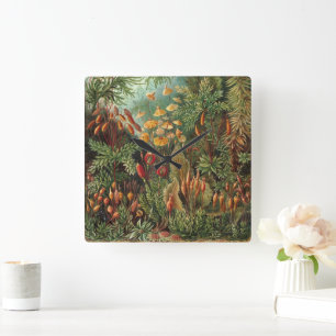 Vintage Muscinae, Moss-Pflanze von Ernst Haeckel Quadratische Wanduhr