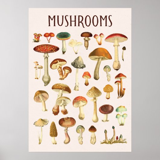 Vintage Mushroom-Chart Poster (Vorne)