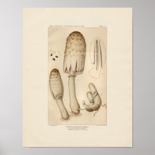 Vintage Mushroom-Druck Poster
