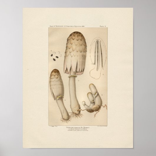 Vintage Mushroom-Druck Poster (Vorne)