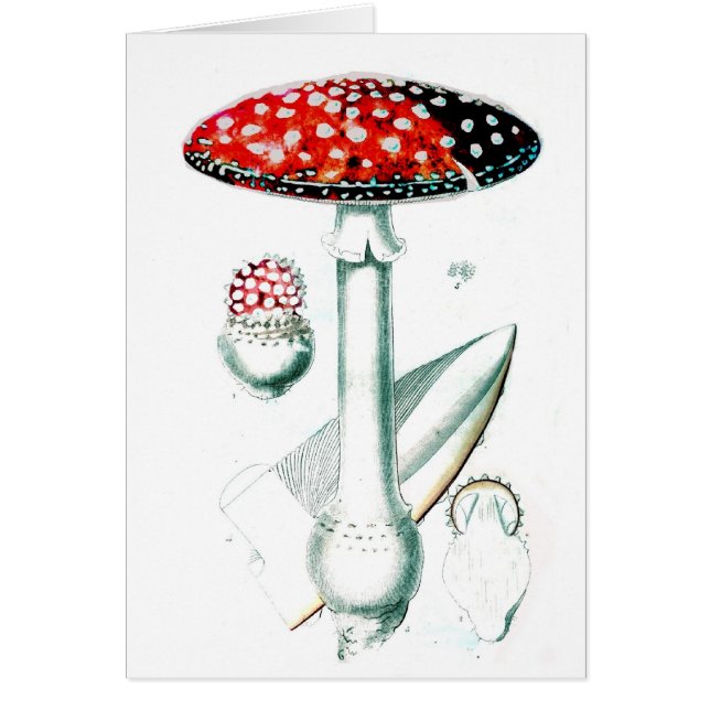 Vintage Mushroom-Illustration (Vorne)