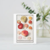 Vintage Mushroom-Illustration Postkarte (Stehend Vorderseite)