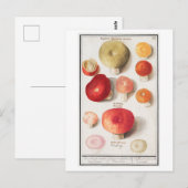 Vintage Mushroom-Illustration Postkarte (Vorne/Hinten)
