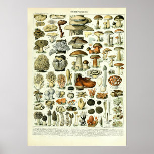 Vintage Mushroom-Illustrationen von Adolphe Millot Poster