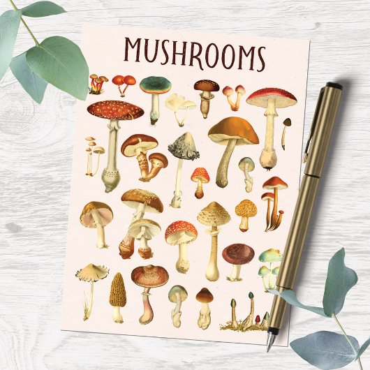 Vintage Mushroom-Übersicht Postkarte