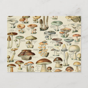 Vintage Mushroom-Übersicht Postkarte