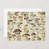 Vintage Mushroom-Übersicht Postkarte (Vorne/Hinten)