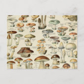 Vintage Mushroom-Übersicht Postkarte (Vorderseite)