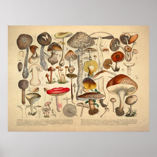 Vintage Mushroom-Varietät Rot-Gelb-Print Poster (Vorne)