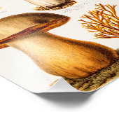 Vintage Mushroom-Varieté-Vorlage für 1800 Fotodruck (Ecke)