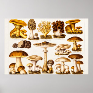 Vintage Mushroom-Varieté-Vorlage für 1800 Poster