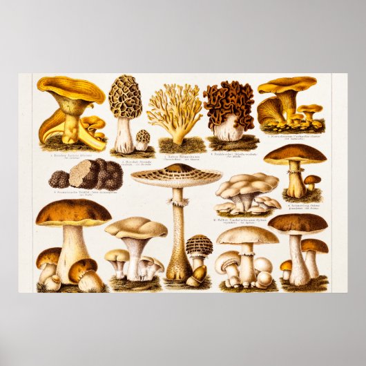 Vintage Mushroom-Varieté-Vorlage für 1800 Poster (Vorne)