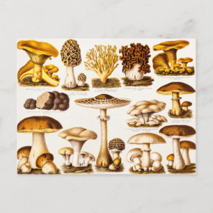 Vintage Mushroom-Varieté-Vorlage für 1800 Postkarte