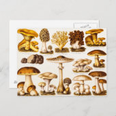 Vintage Mushroom-Varieté-Vorlage für 1800 Postkarte (Vorne/Hinten)