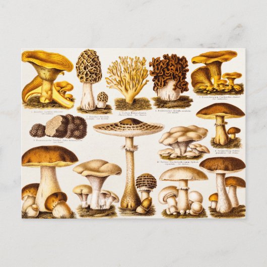 Vintage Mushroom-Varieté-Vorlage für 1800 Postkarte (Vorderseite)