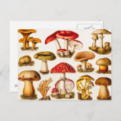 Vintage Mushroom-Varieté-Vorlage für 1800 Postkarte (Vorne/Hinten)