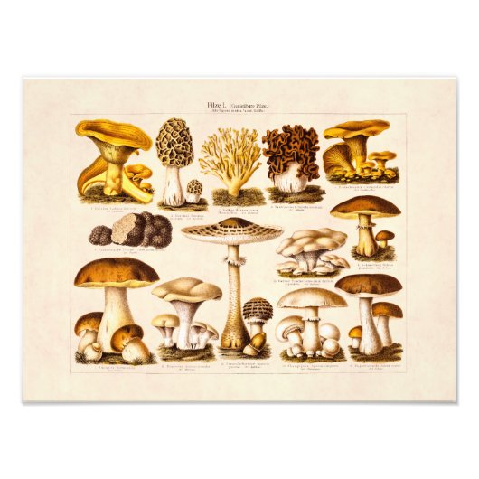 Vintage Mushroom Variety Mushroom-Template für 180 Fotodruck (Vorne)