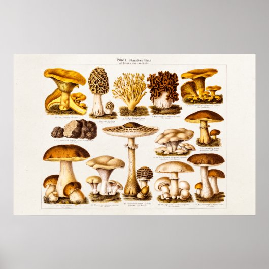 Vintage Mushroom Variety Mushroom-Template für 180 Poster (Vorne)