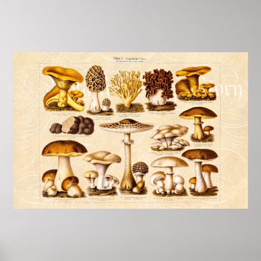 Vintage Mushroom Variety Mushroom-Template für 180 Poster (Vorne)